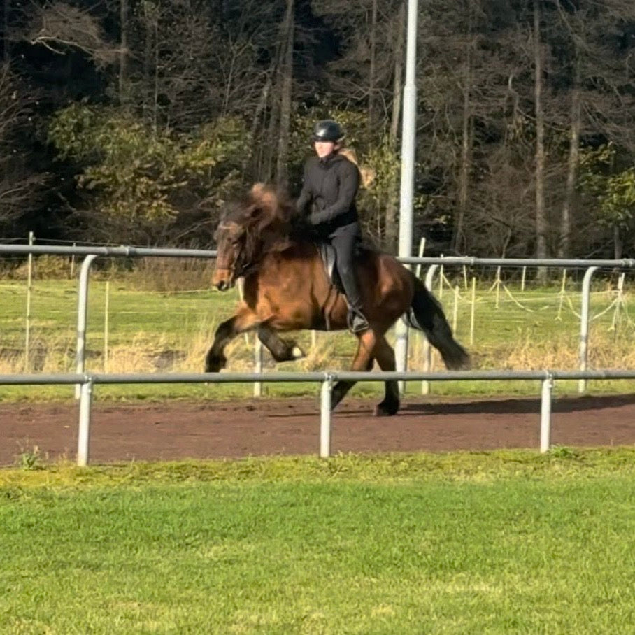Lokkur sinaguenther-islandpferde