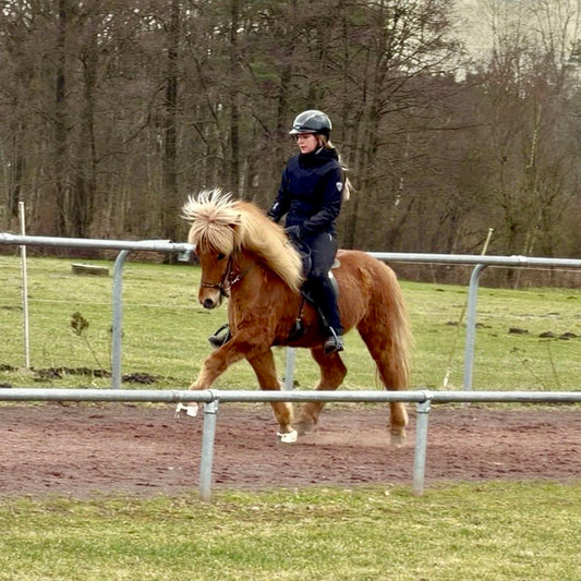 Máni frá Hjardartúni sinaguenther-islandpferde