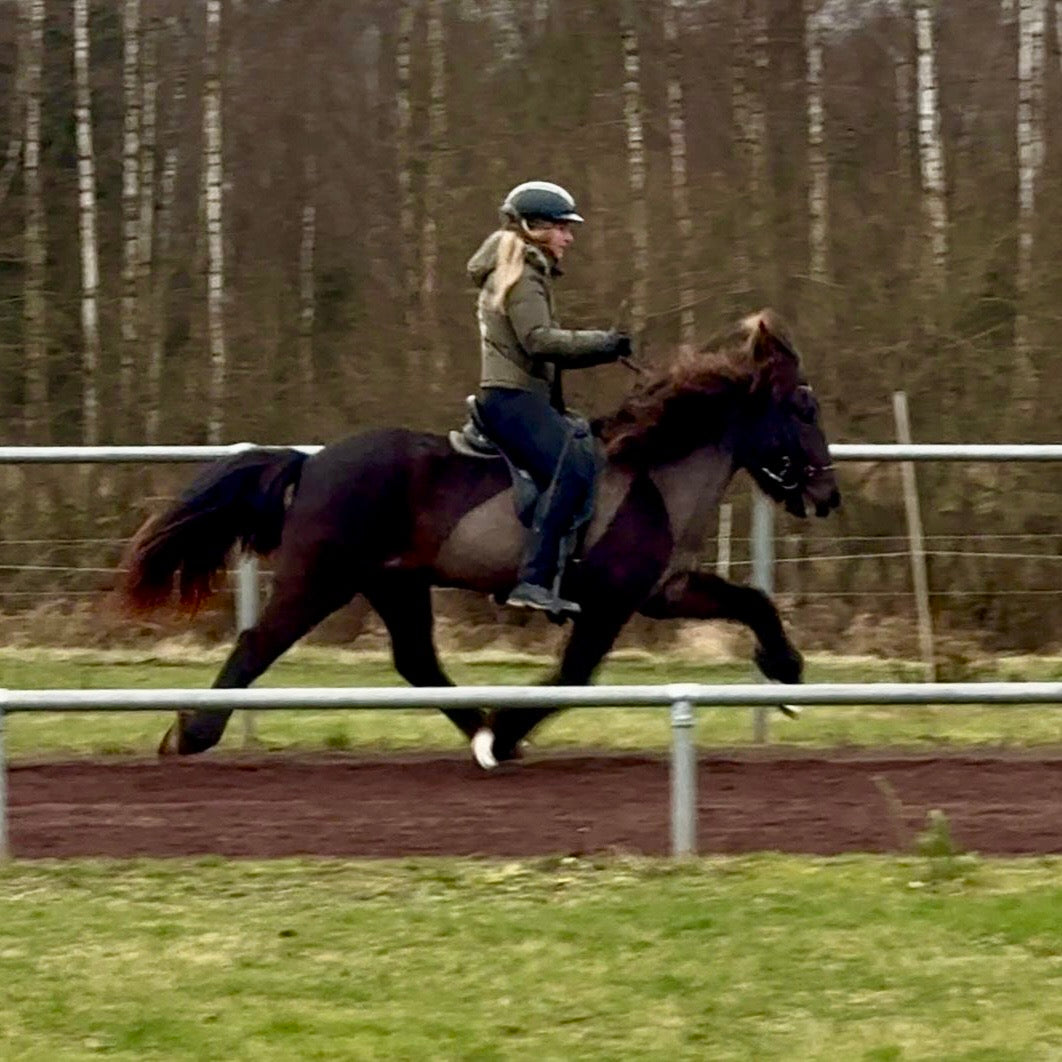 Náttfreya vom Kronshof ⭐️ sinaguenther-islandpferde