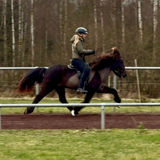 Náttfreya vom Kronshof ⭐️ sinaguenther-islandpferde