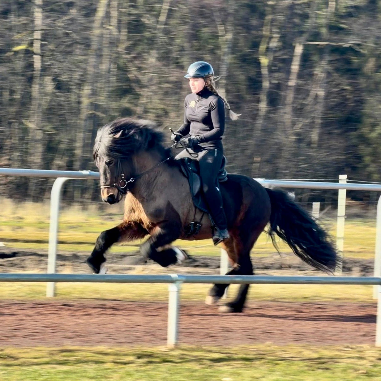 Nökkvi Preis auf Anfrage sinaguenther-islandpferde