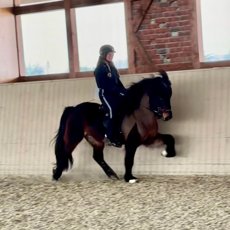 Nökkvi Preis auf Anfrage sinaguenther-islandpferde