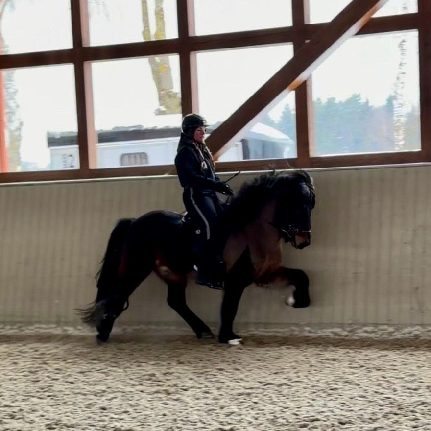 Nökkvi Preis auf Anfrage sinaguenther-islandpferde