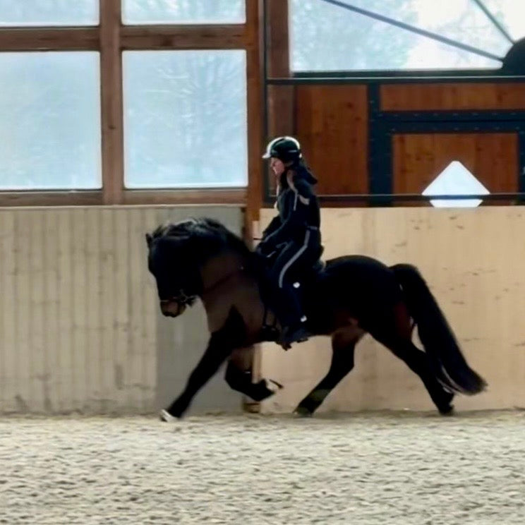 Nökkvi Preis auf Anfrage sinaguenther-islandpferde