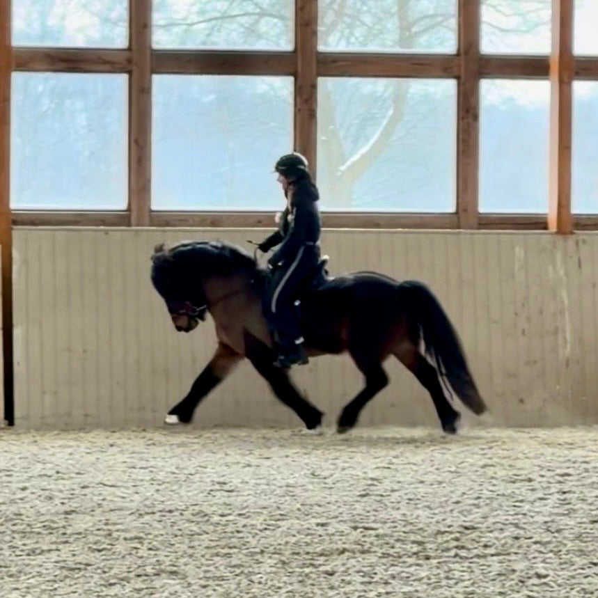 Nökkvi Preis auf Anfrage sinaguenther-islandpferde