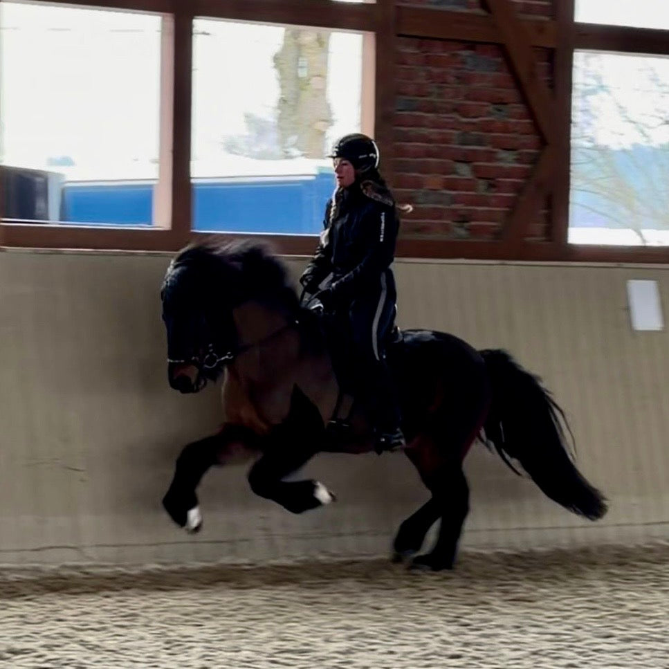 Nökkvi Preis auf Anfrage sinaguenther-islandpferde