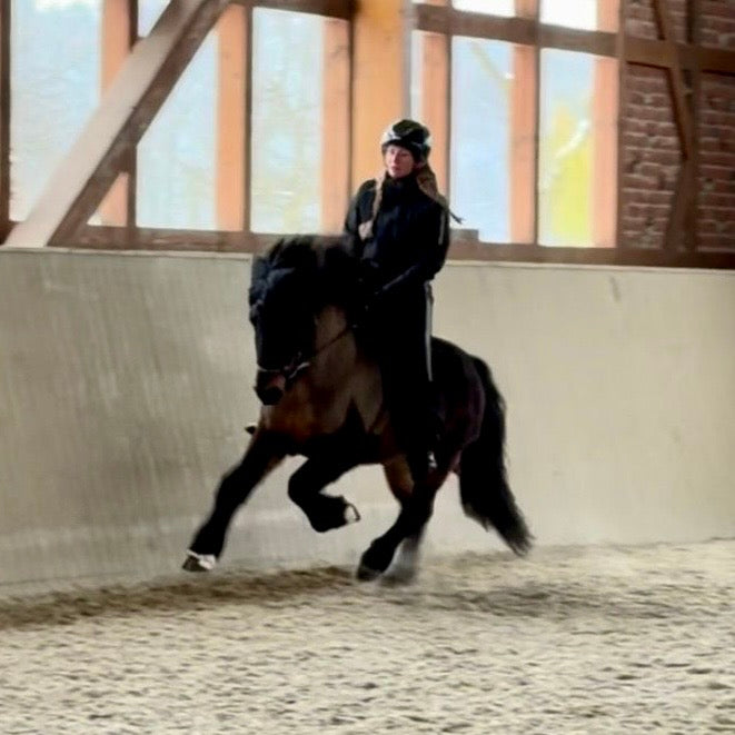 Nökkvi Preis auf Anfrage sinaguenther-islandpferde