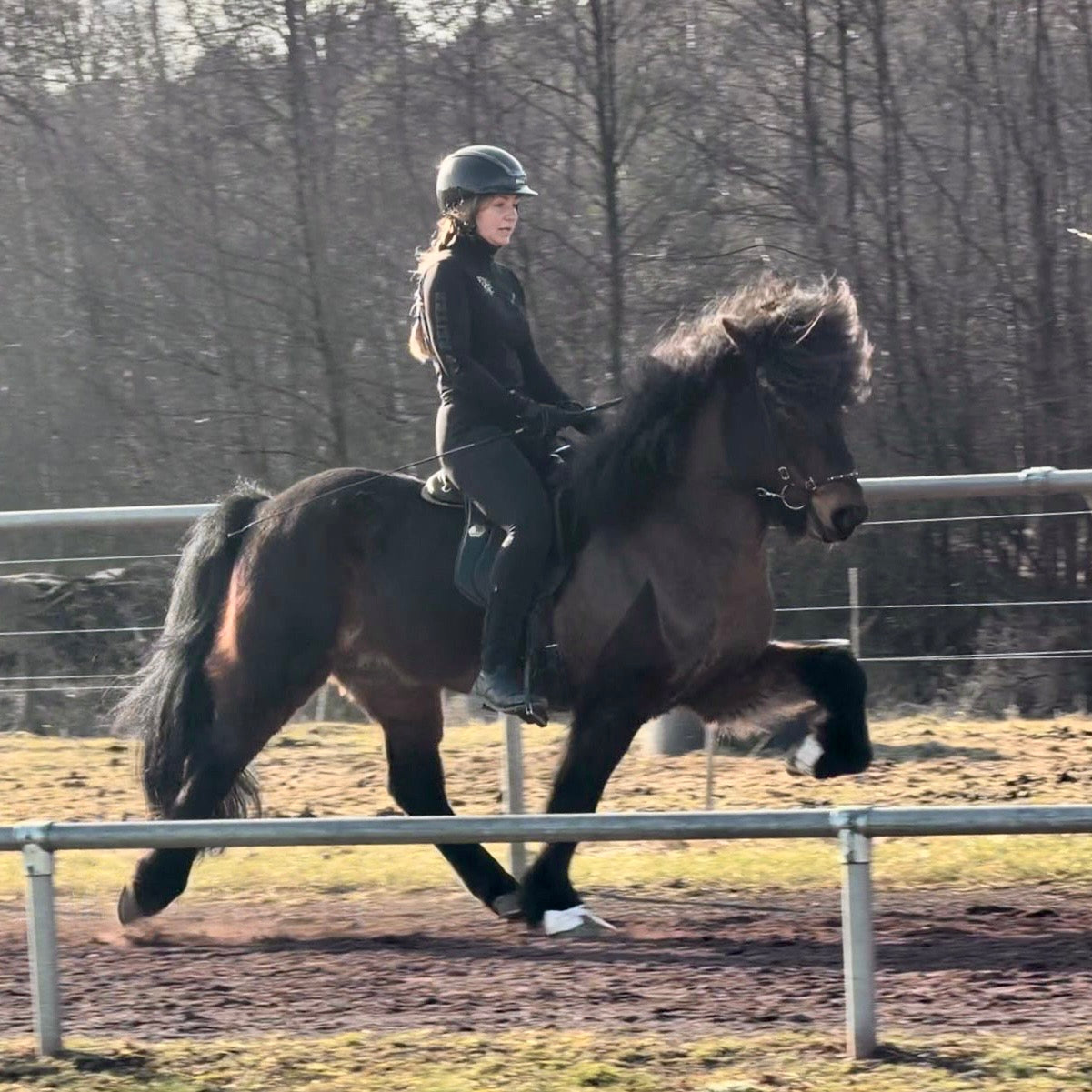 Nökkvi Preis auf Anfrage sinaguenther-islandpferde