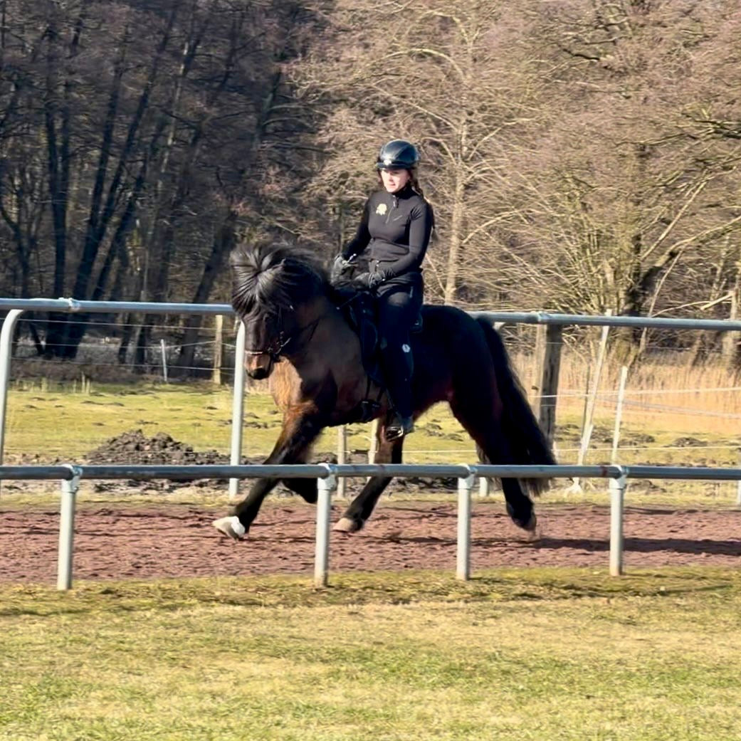Nökkvi Preis auf Anfrage sinaguenther-islandpferde