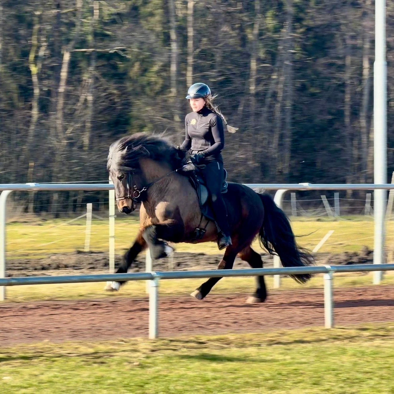 Nökkvi Preis auf Anfrage sinaguenther-islandpferde