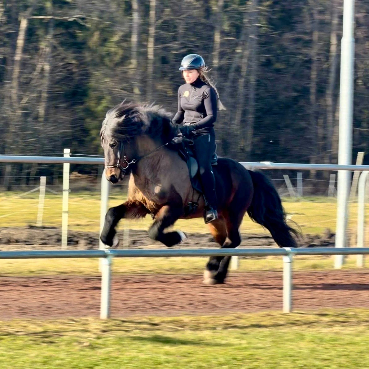 Nökkvi Preis auf Anfrage sinaguenther-islandpferde