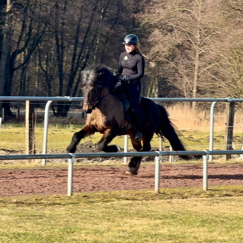 Nökkvi Preis auf Anfrage sinaguenther-islandpferde