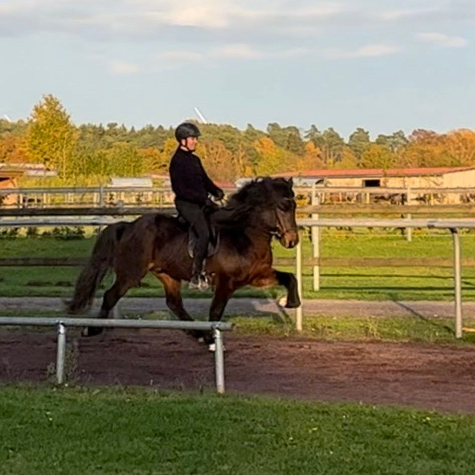 Nökkvi sinaguenther-islandpferde