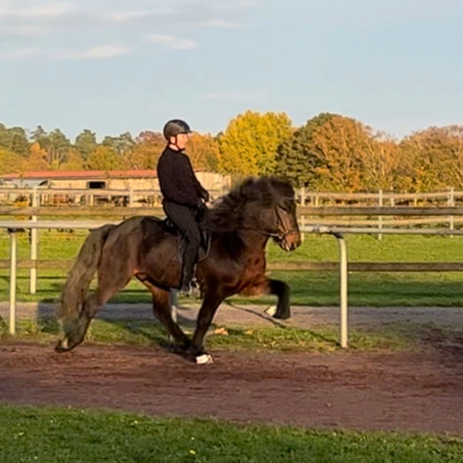 Nökkvi sinaguenther-islandpferde