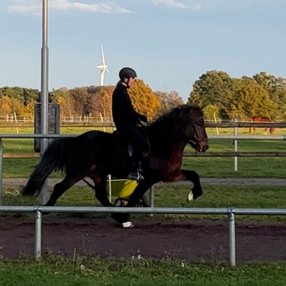 Nökkvi sinaguenther-islandpferde