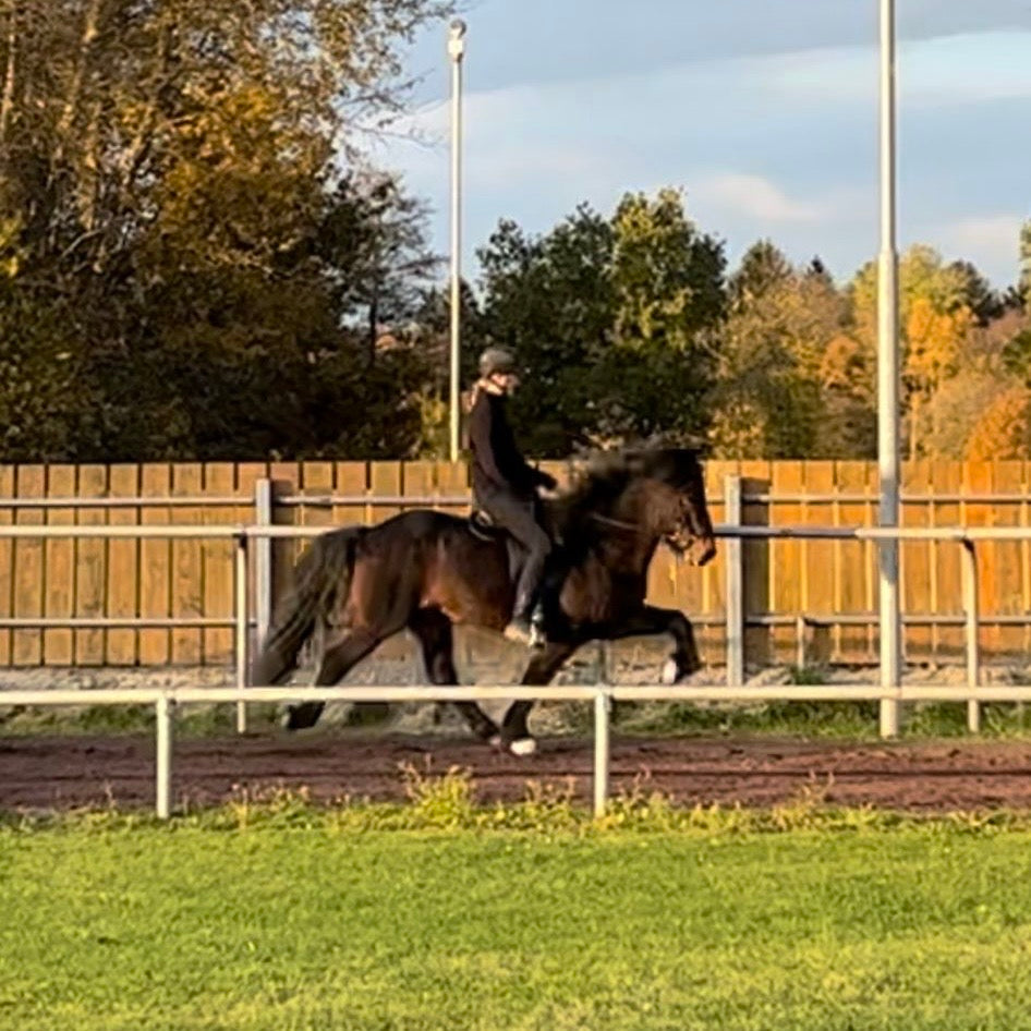 Nökkvi sinaguenther-islandpferde