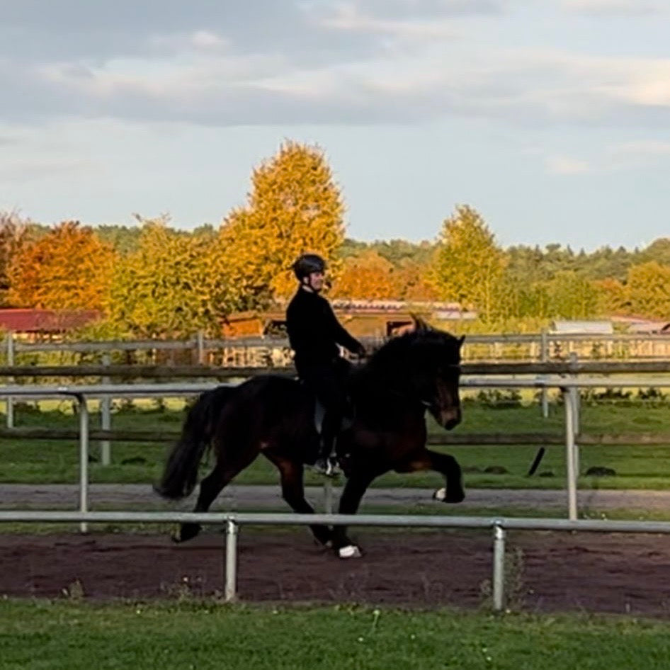 Nökkvi sinaguenther-islandpferde