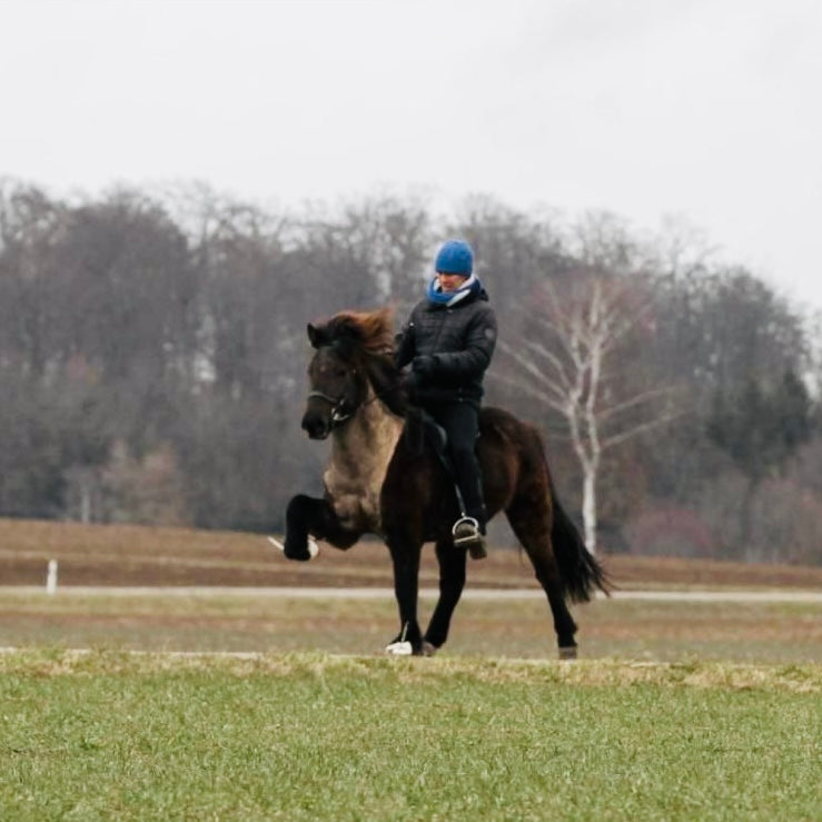 STAY TUNED ⭐️ sinaguenther-islandpferde