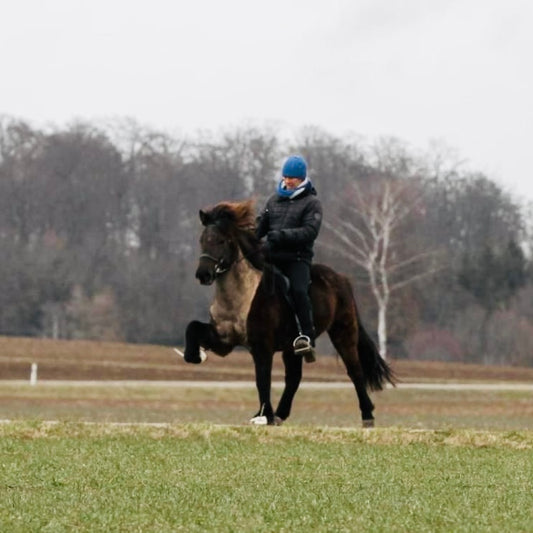 STAY TUNED ⭐️ sinaguenther-islandpferde