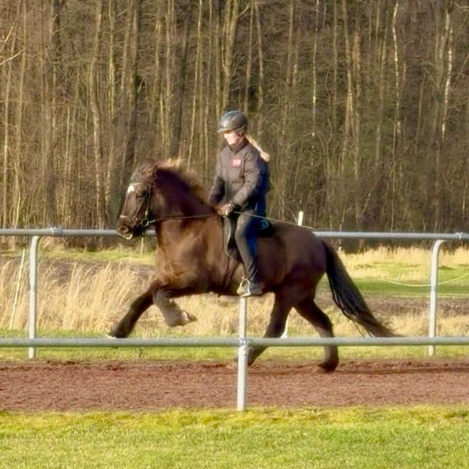 ⭐️ STAY TUNED ⭐️ sinaguenther-islandpferde