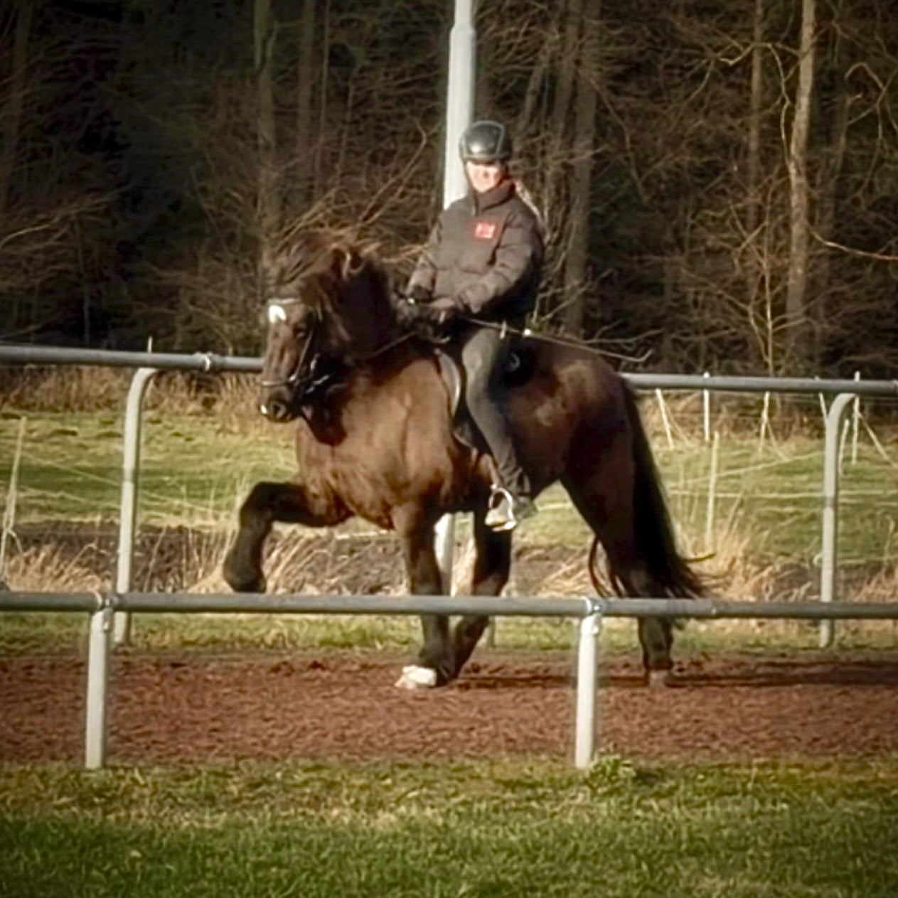 ⭐️ STAY TUNED ⭐️ sinaguenther-islandpferde