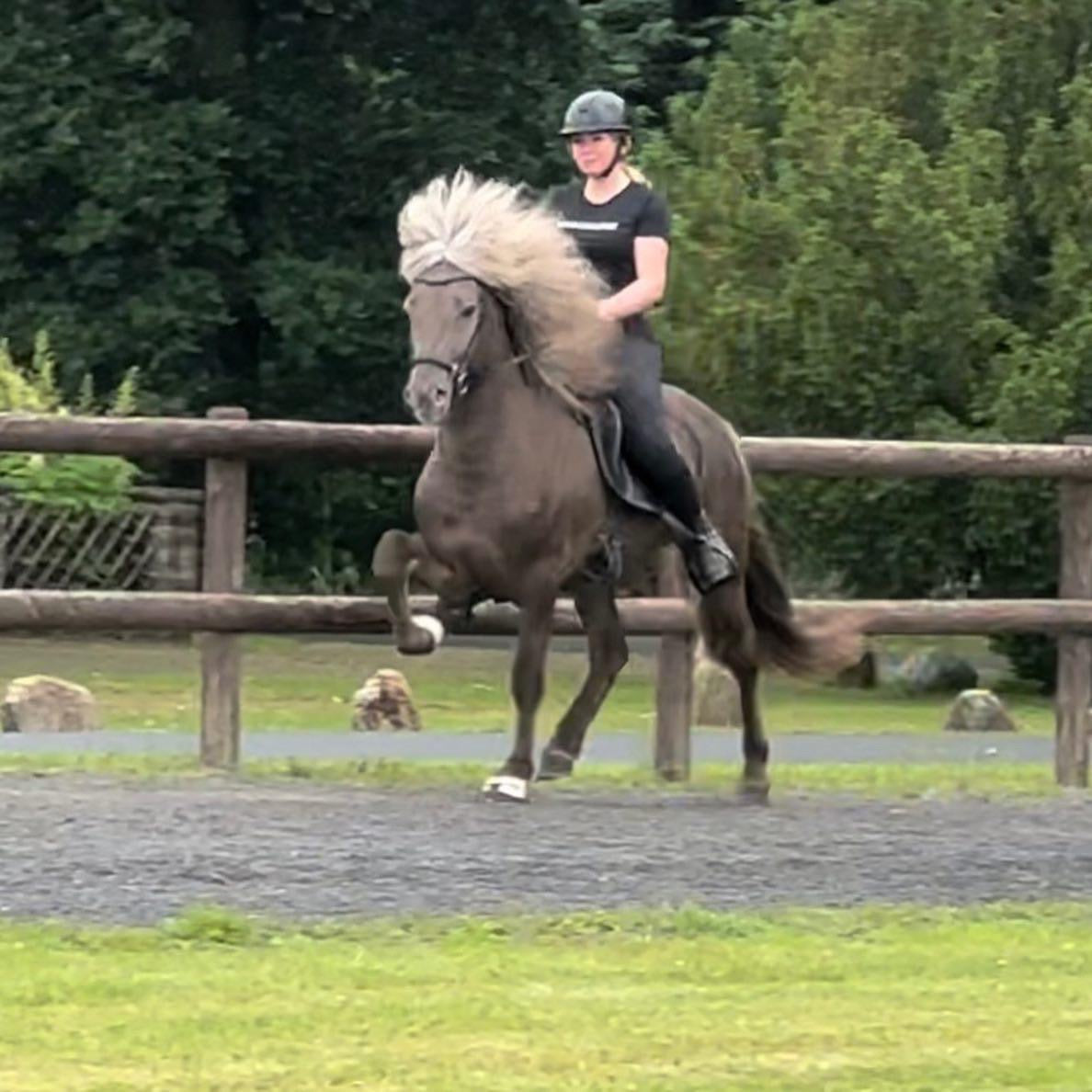 SUPER SAVE MR. X-Factor sinaguenther-islandpferde