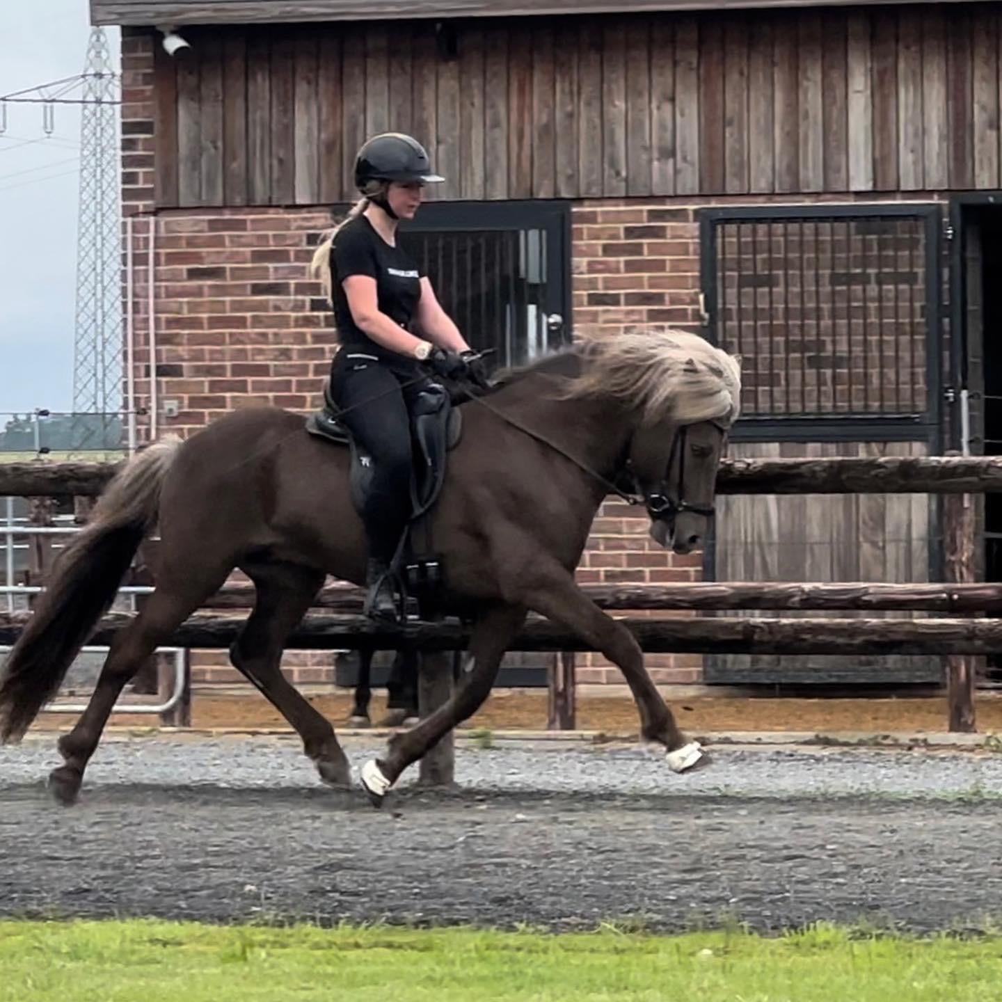 SUPER SAVE MR. X-Factor sinaguenther-islandpferde