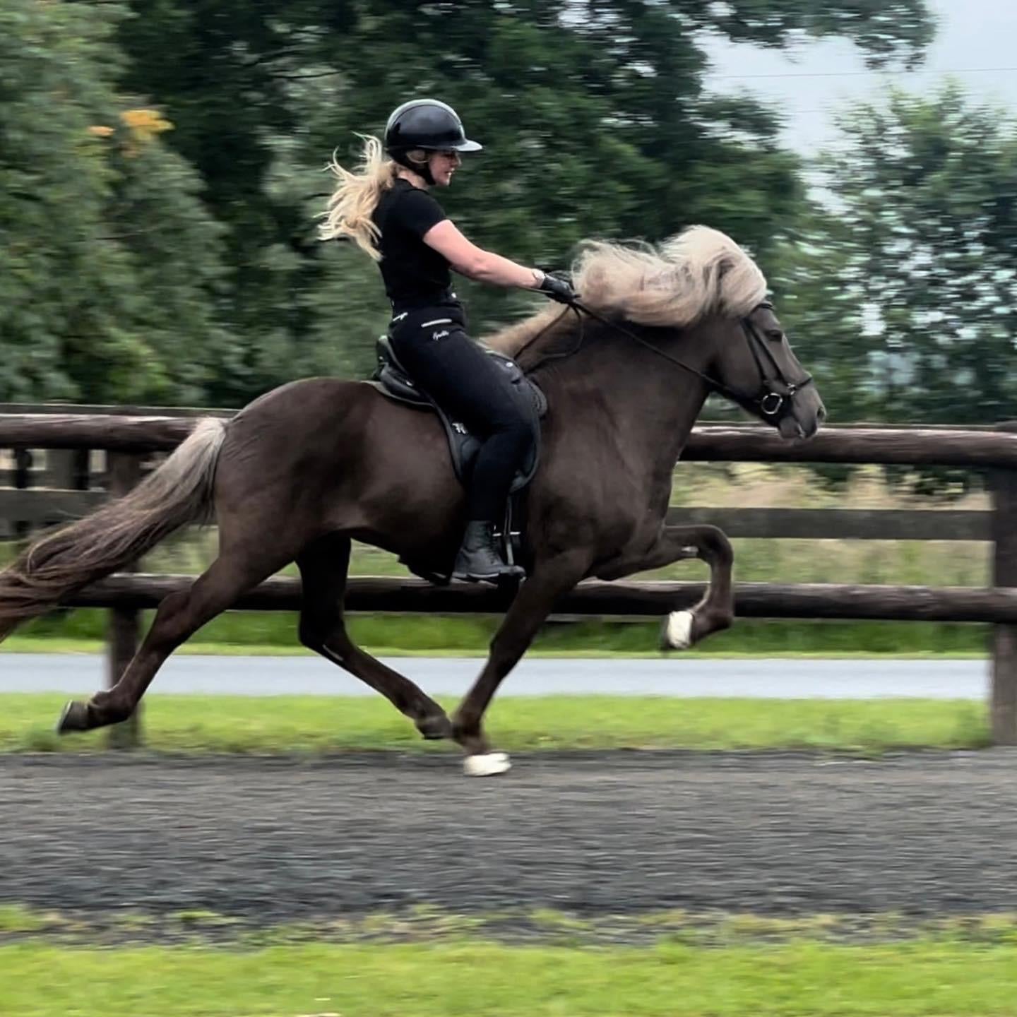 SUPER SAVE MR. X-Factor sinaguenther-islandpferde