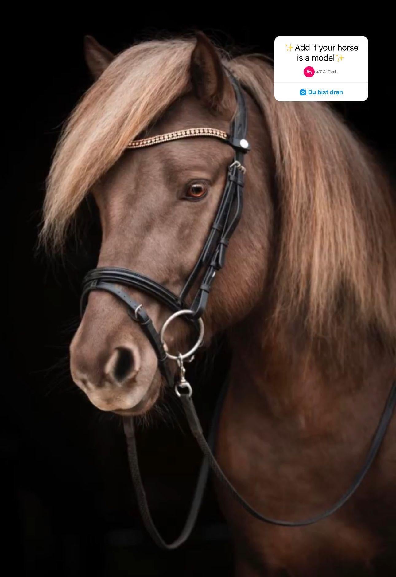 SUPER SAVE MR. X-Factor sinaguenther-islandpferde