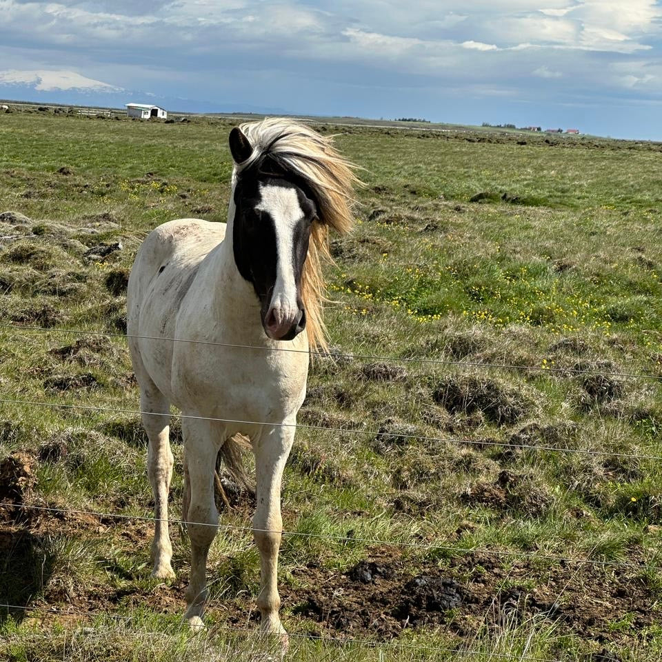 Satúrnus frá Broddaborg 🇮🇸 sinaguenther-islandpferde