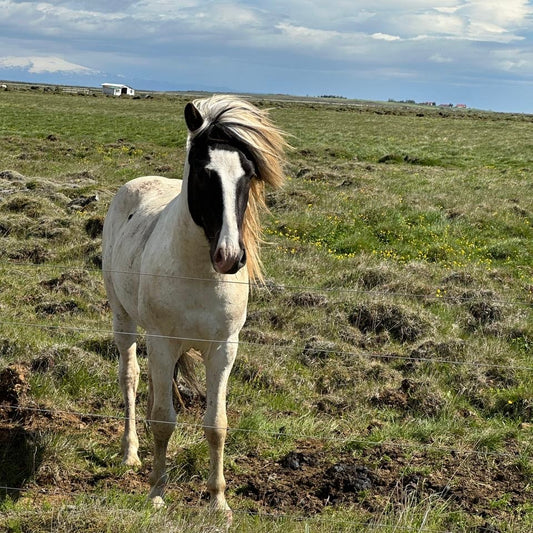 Satúrnus frá Broddaborg 🇮🇸 sinaguenther-islandpferde