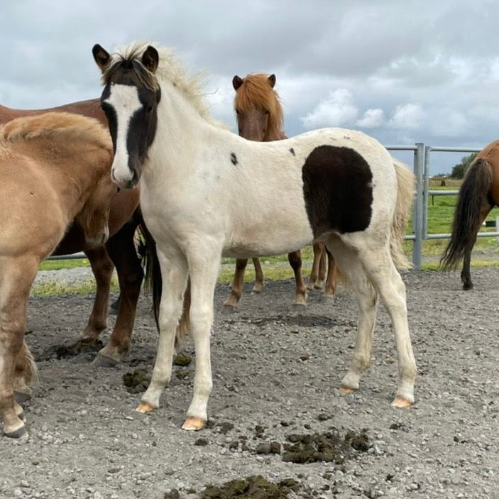 Satúrnus frá Broddaborg 🇮🇸 sinaguenther-islandpferde