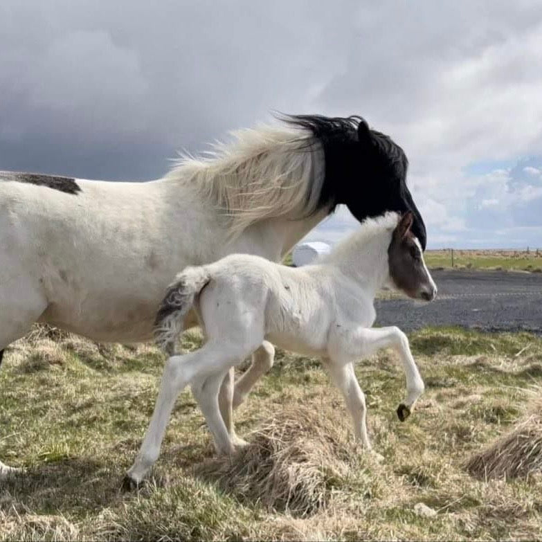 Satúrnus frá Broddaborg 🇮🇸 sinaguenther-islandpferde