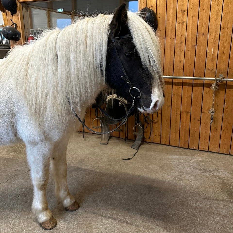 Satúrnus frá Broddaborg 🇮🇸 sinaguenther-islandpferde