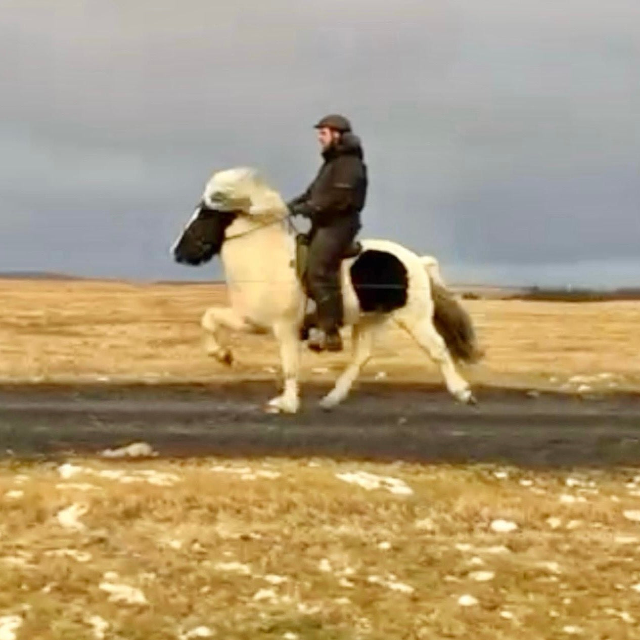 Satúrnus frá Broddaborg 🇮🇸 sinaguenther-islandpferde