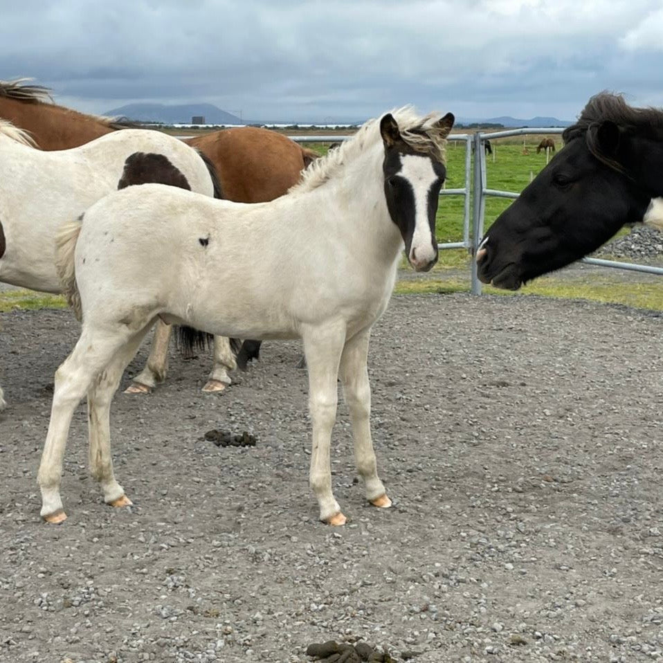 Satúrnus frá Broddaborg 🇮🇸 sinaguenther-islandpferde