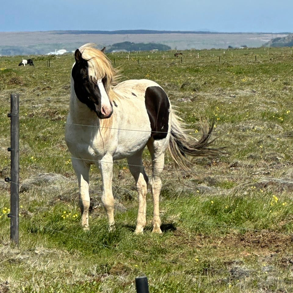 Satúrnus frá Broddaborg 🇮🇸 sinaguenther-islandpferde