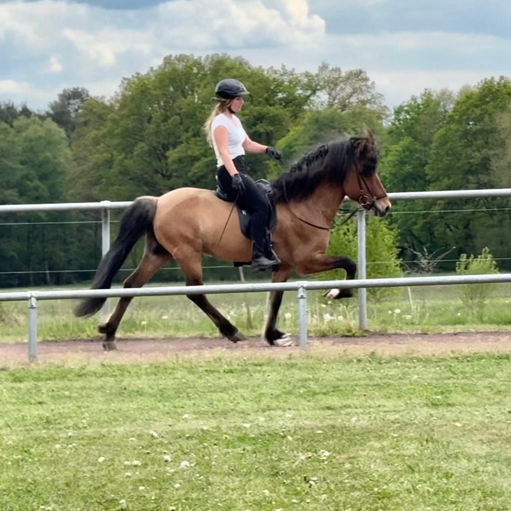 Soliljar Preis auf Anfrage sinaguenther-islandpferde