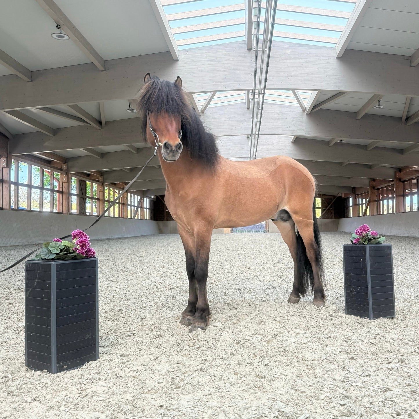 Soliljar Preis auf Anfrage sinaguenther-islandpferde