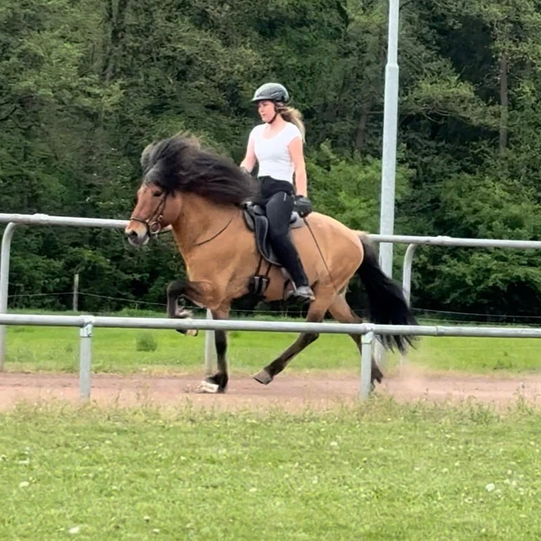 Soliljar Preis auf Anfrage sinaguenther-islandpferde