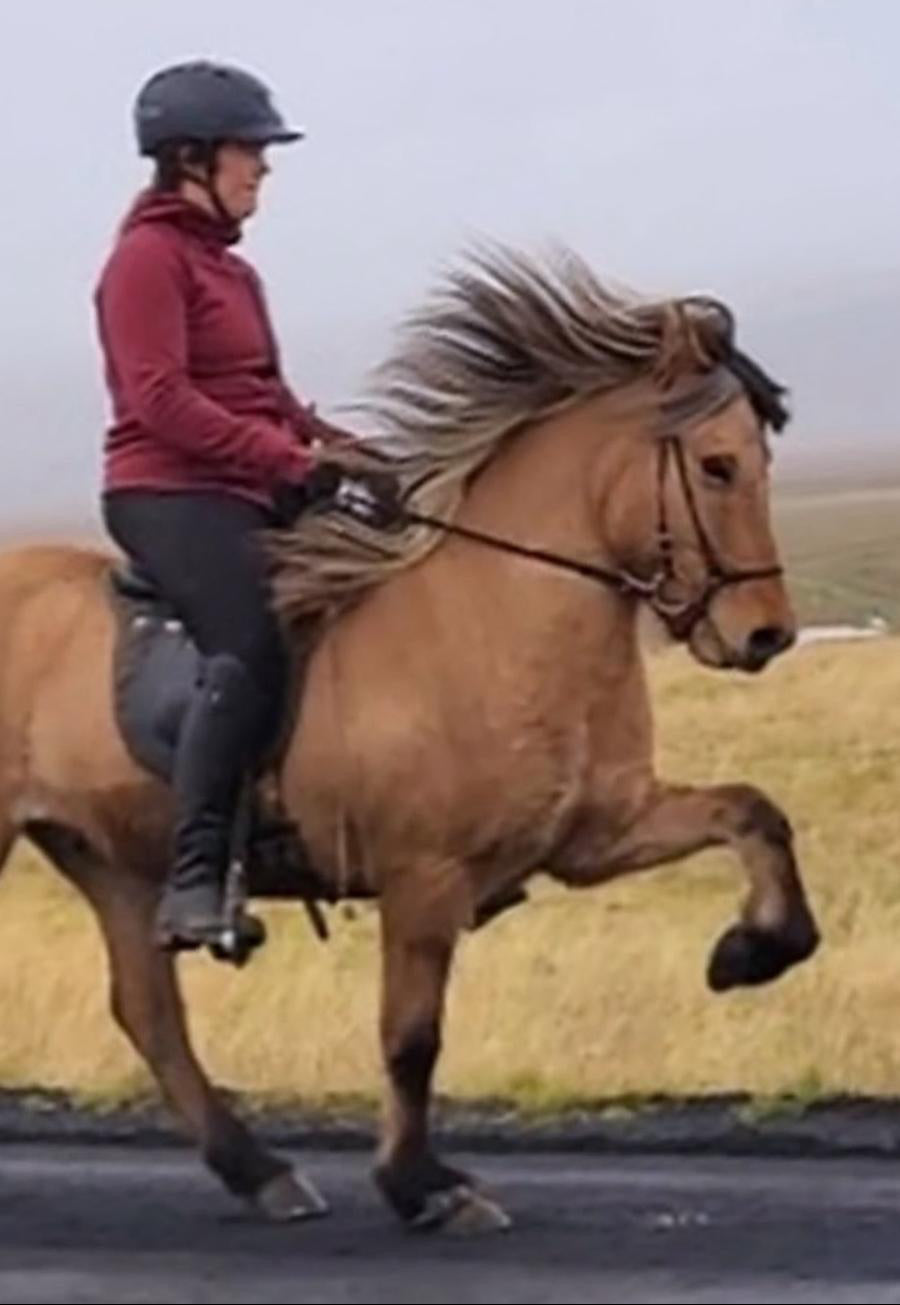 Spuni Preis auf Anfrage sinaguenther-islandpferde