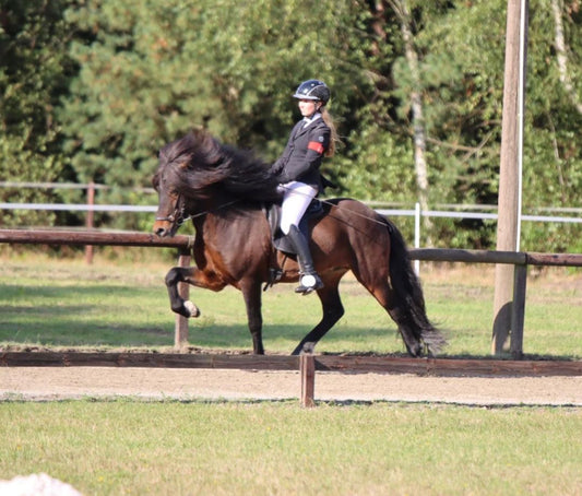 Stjörnufákur ⭐️ FIRST PRICE STALLION with 9.0 for pace ⭐️ Preis auf Anfrage sinaguenther-islandpferde