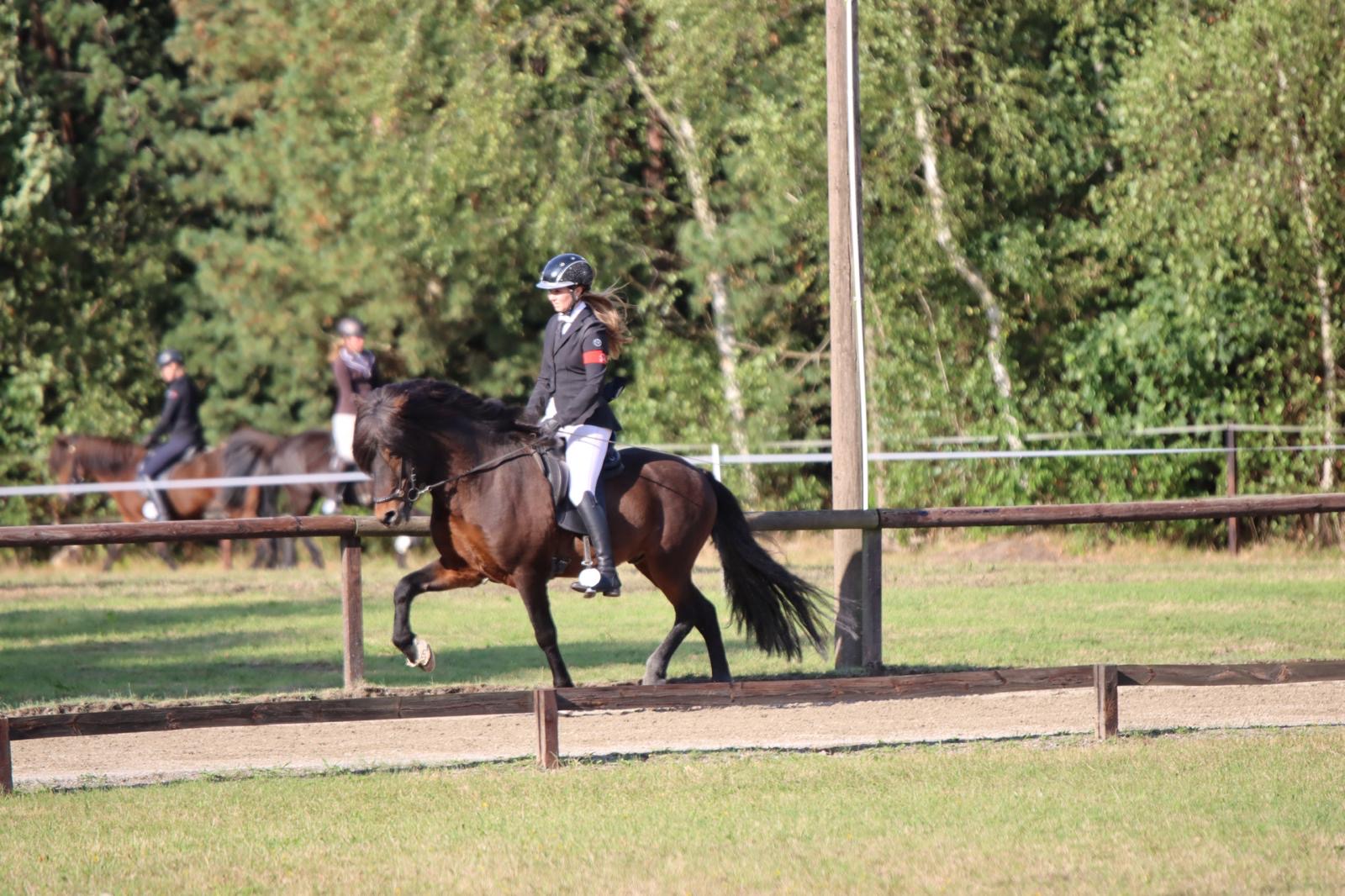 Stjörnufákur ⭐️ FIRST PRICE STALLION with 9.0 for pace ⭐️ Preis auf Anfrage sinaguenther-islandpferde