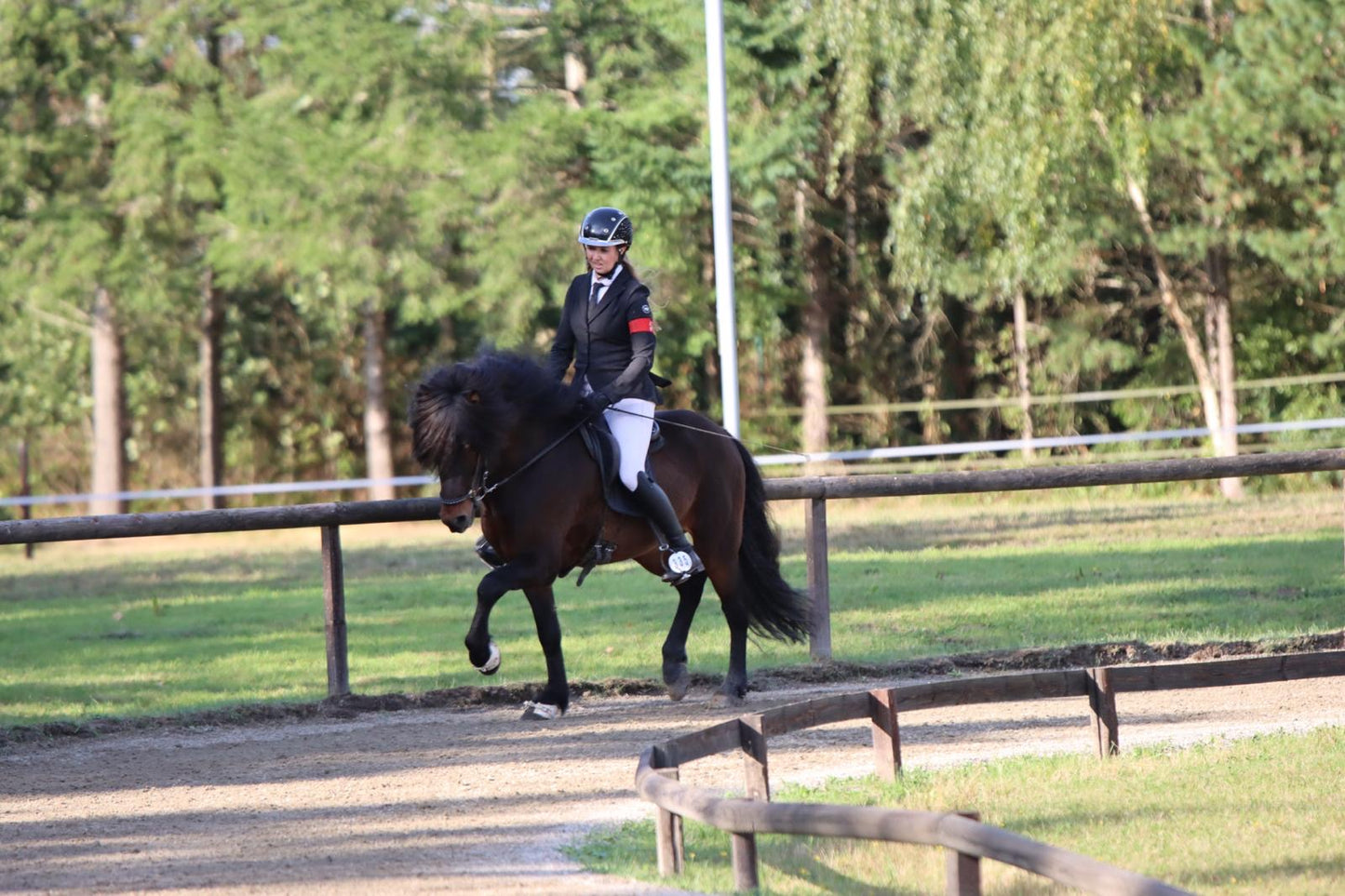 Stjörnufákur ⭐️ FIRST PRICE STALLION with 9.0 for pace ⭐️ Preis auf Anfrage sinaguenther-islandpferde