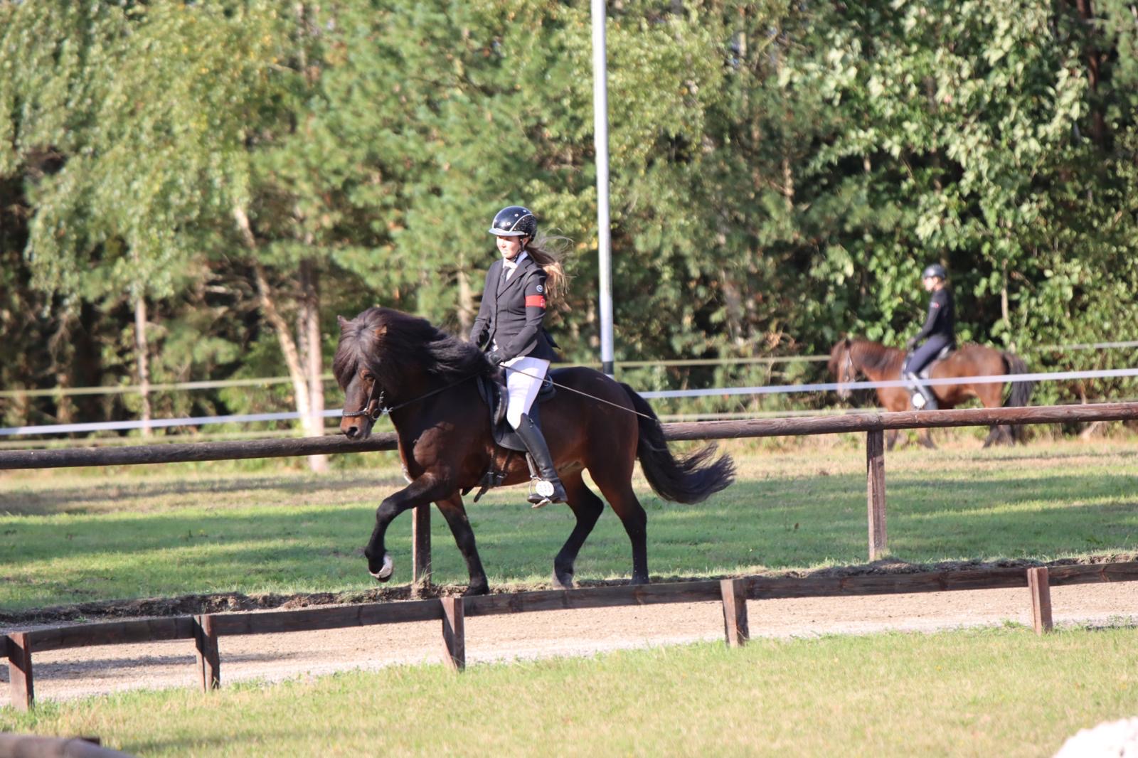 Stjörnufákur ⭐️ FIRST PRICE STALLION with 9.0 for pace ⭐️ Preis auf Anfrage sinaguenther-islandpferde