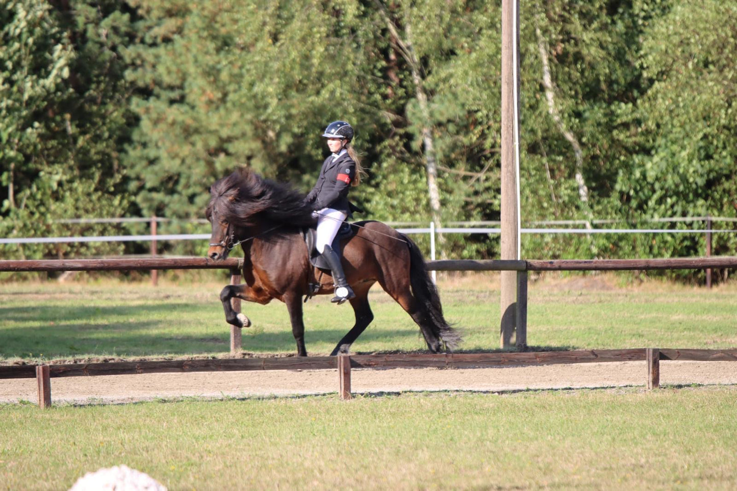 Stjörnufákur ⭐️ FIRST PRICE STALLION with 9.0 for pace ⭐️ Preis auf Anfrage sinaguenther-islandpferde