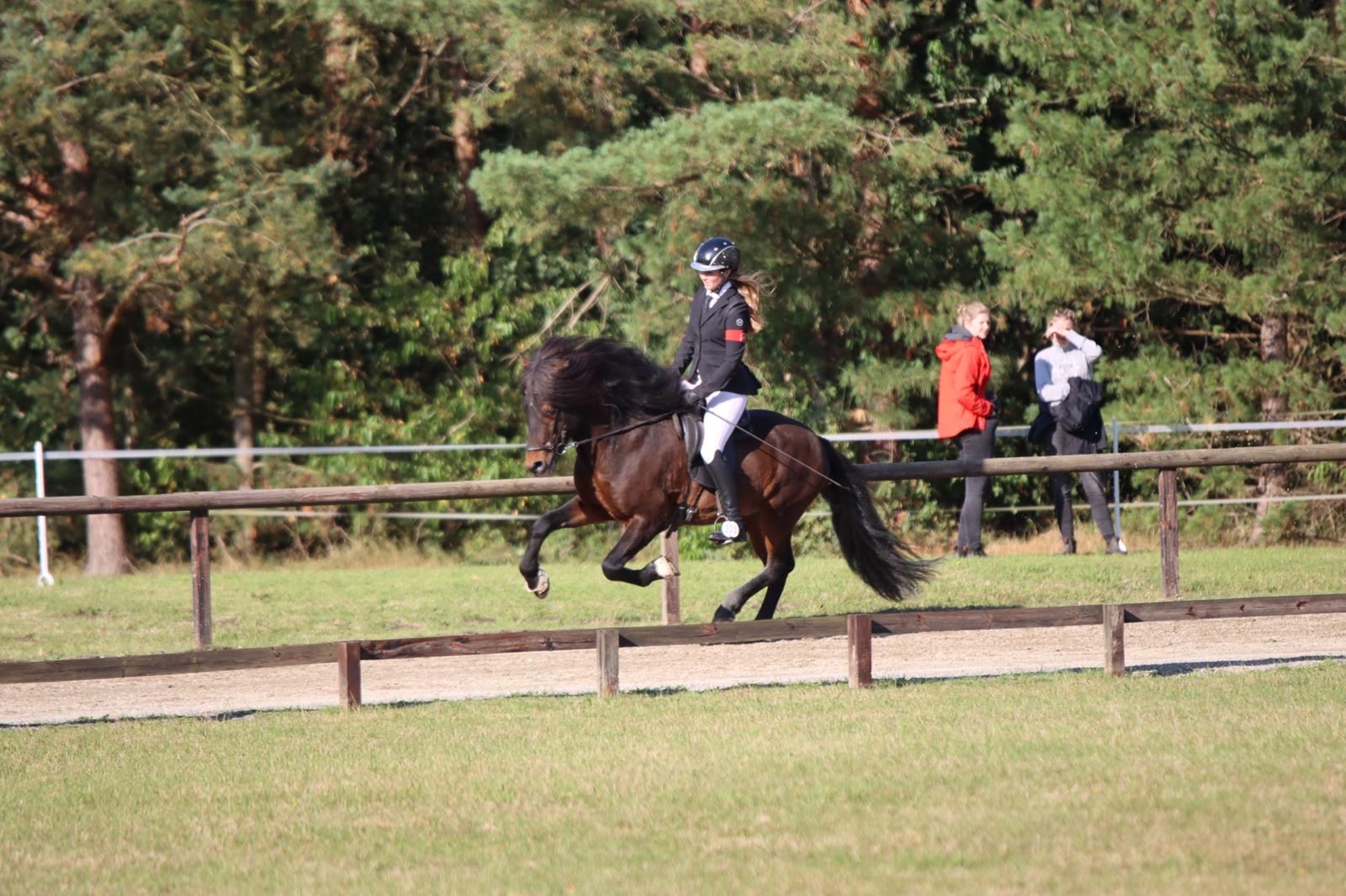 Stjörnufákur ⭐️ FIRST PRICE STALLION with 9.0 for pace ⭐️ Preis auf Anfrage sinaguenther-islandpferde