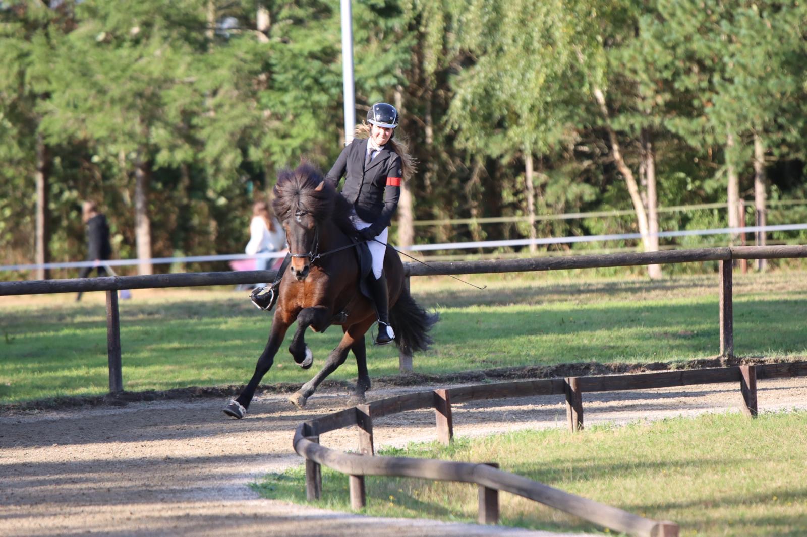 Stjörnufákur ⭐️ FIRST PRICE STALLION with 9.0 for pace ⭐️ Preis auf Anfrage sinaguenther-islandpferde