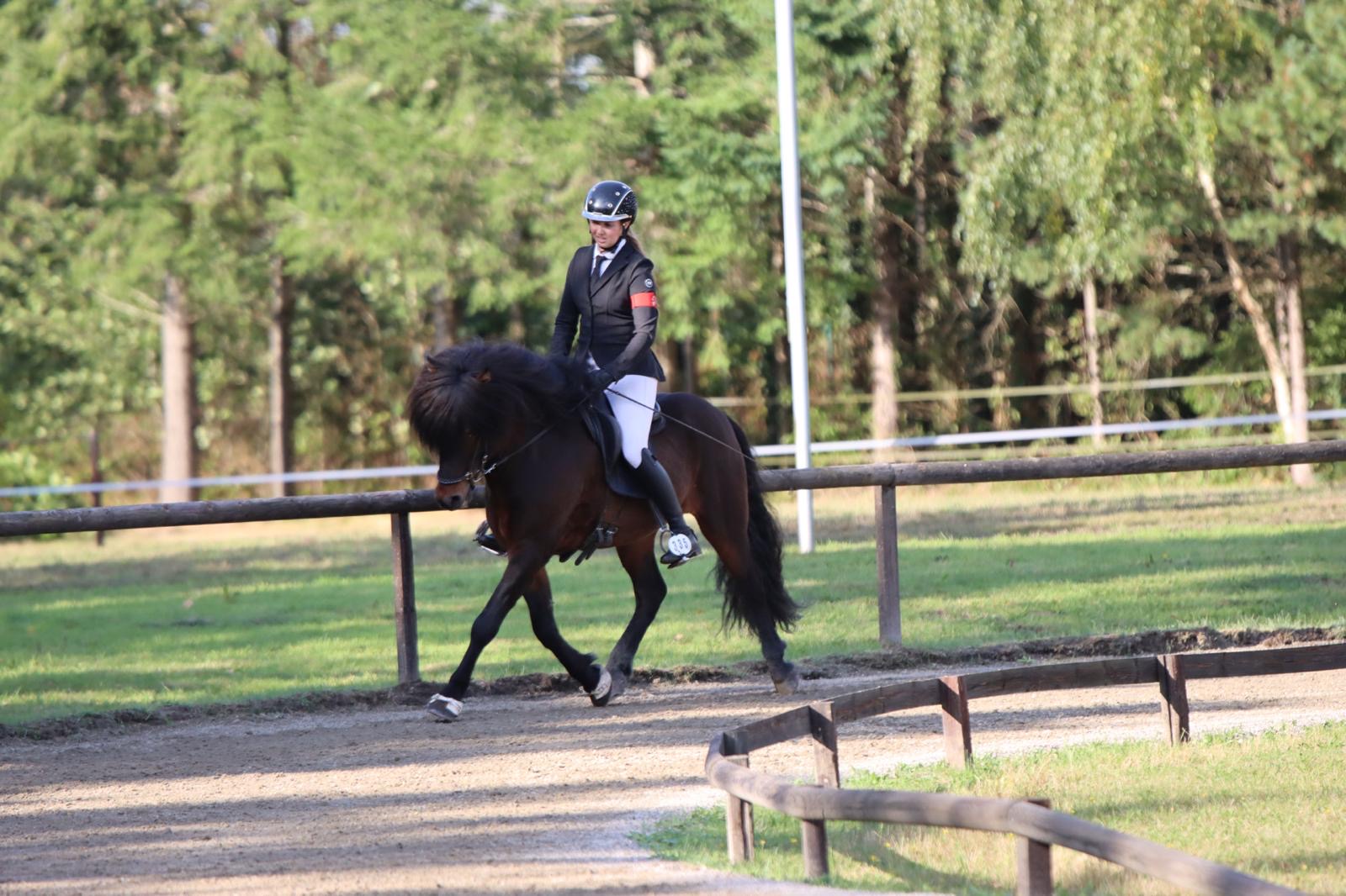 Stjörnufákur ⭐️ FIRST PRICE STALLION with 9.0 for pace ⭐️ Preis auf Anfrage sinaguenther-islandpferde