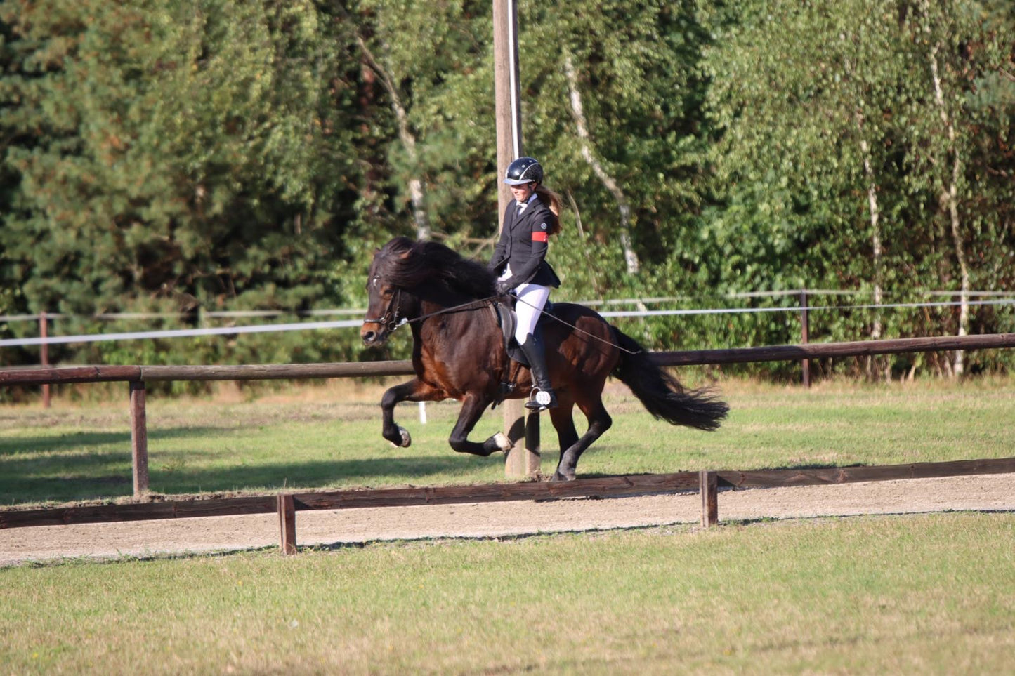 Stjörnufákur ⭐️ FIRST PRICE STALLION with 9.0 for pace ⭐️ Preis auf Anfrage sinaguenther-islandpferde